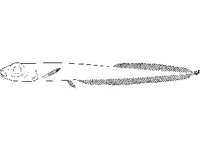ANML0738.jpg