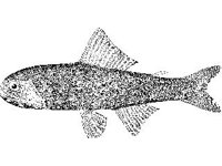 ANML0734.jpg