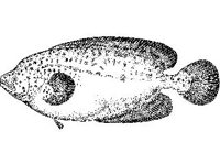 ANML0731.jpg