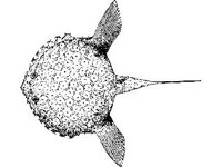 ANML0727.jpg