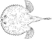 ANML0725.jpg