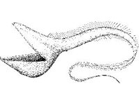 ANML0715.jpg