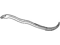 ANML0713.jpg