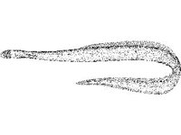 ANML0710.jpg