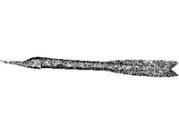 ANML0709.jpg