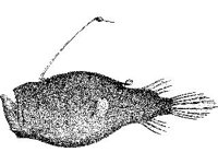 ANML0707.jpg