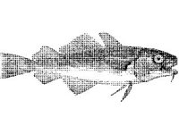 ANML0706.jpg