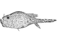 ANML0703.jpg