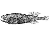 ANML0702.jpg