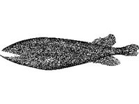 ANML0701.jpg