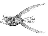ANML0699.jpg