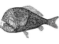 ANML0698.jpg