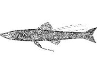 ANML0690.jpg