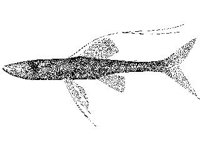 ANML0689.jpg