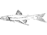 ANML0688.jpg