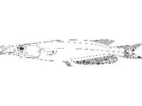 ANML0685.jpg