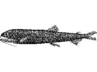 ANML0684.jpg