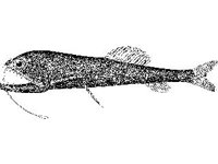 ANML0683.jpg