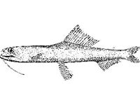 ANML0682.jpg