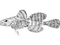 ANML0681.jpg