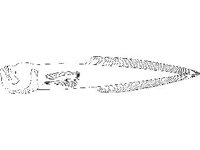ANML0678.jpg