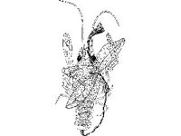 ANML0663.jpg