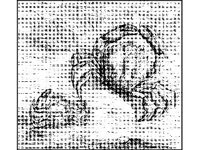 ANML0661.jpg