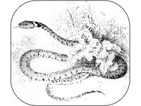 ANML0657.jpg