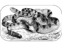 ANML0656.jpg