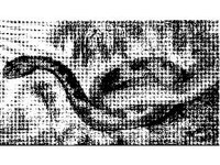 ANML0643.jpg