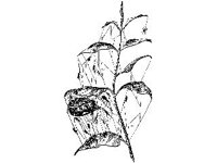 ANML0020.jpg