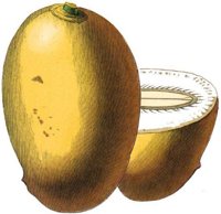 BOTAN026.jpg