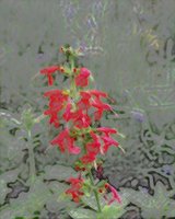 ART0605.jpg