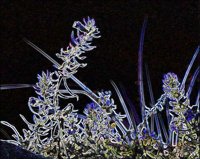 ART0599.jpg