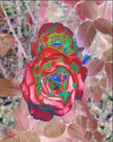 ART0594.jpg