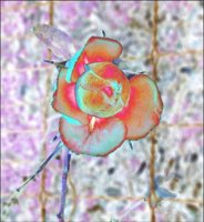 ART0592.jpg