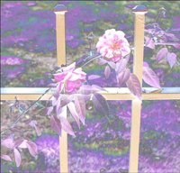 ART0584.jpg