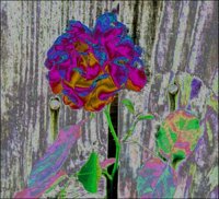 ART0554.jpg