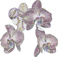 ART0350.jpg