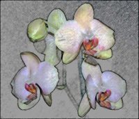 ART0287.jpg