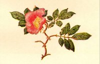 BOTAN058.jpg