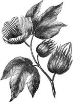 GRAY0542.jpg
