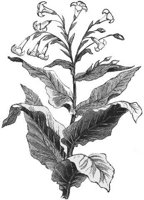 GRAY0541.jpg