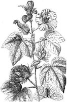 GRAY0540.jpg
