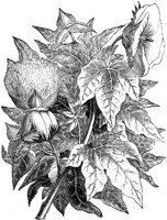 GRAY0539.jpg