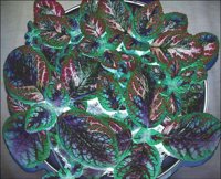 ART0994.jpg