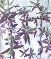 ART0974.jpg