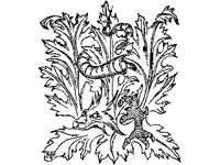 FANT0225.jpg
