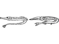 CHLD0026.jpg