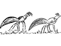CHLD0009.jpg